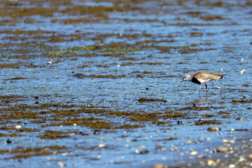The Amazing Bird Life of the Pullao Wetlands. - A Southern Lapwing (Vanellus chilensis)