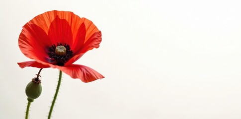 Obraz premium Vibrant red poppy, delicate petals, white backdrop, isolated, bloom, vibrant