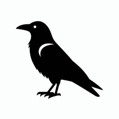 Fototapeta premium very simple flat and minimalist Crow silhouette in black on a white background