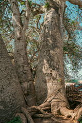 Obraz premium Scenic view of a big boabab tree at Kongo Beach in Diani, Kenya 