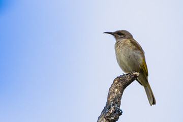 A Brown Honeyeater perched with blue sky background