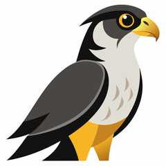 peregrine falcon isolated on white