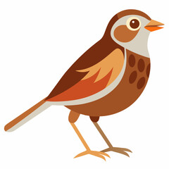 illustration of a song sparrow