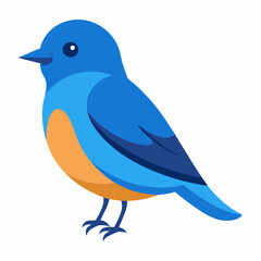western bluebird illustration