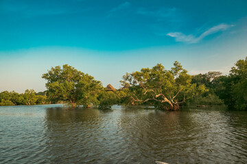 Scenic view of Mangrove trees at sunset on the meandering estuary of the Kongo River in Diani Beach, Kenya