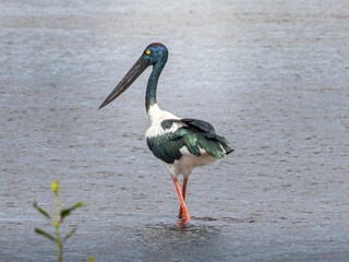 A Black-necked Stork wading in a lake
