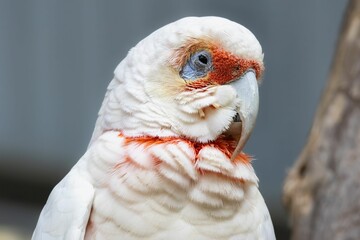Portrait of a Little Corella
