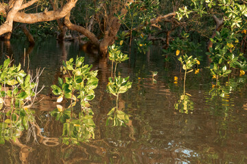 Scenic view of Mangrove trees at sunset on the meandering estuary of the Kongo River in Diani Beach, Kenya