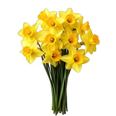Obraz premium Vibrant yellow daffodils bouquet in symmetrical arrangement isolated on transparent background