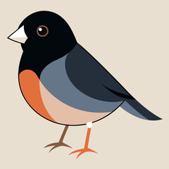 dark eyed junco 