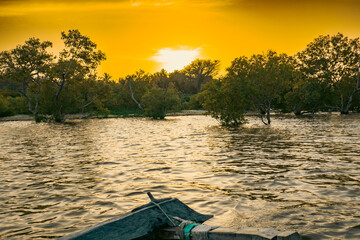Scenic view of Mangrove trees at sunset on the meandering estuary of the Kongo River in Diani...