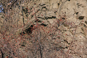 Rosehip bush with red, ripe berries on a rocky cliff