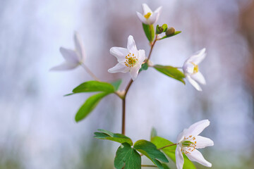 White spring flowers Anemone nemorosa close-up with a blurry background. First flowers in spring forest
