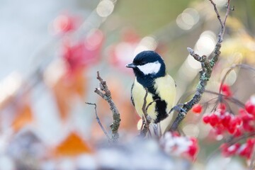 Winter sce with a great tit. Parus major. A titmouse sits on a tree with rowan berries. 