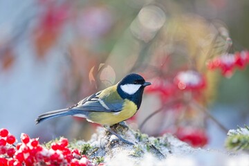 Winter sce with a great tit. Parus major. A titmouse sits on a tree with rowan berries. 