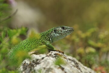 The European green lizard (Lacerta viridis) is a large lizard distributed across European midlatitudes from Slovenia and eastern Austria to as far east as the