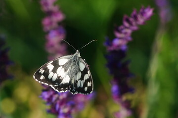 Butterfly Marbled white sitting on a purple flower. Melanargia galathea. portrait of a black and...