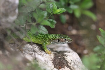 The European green lizard (Lacerta viridis) is a large lizard distributed across European midlatitudes from Slovenia and eastern Austria to as far east as the