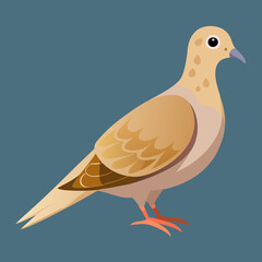 illustration of a mourning dove