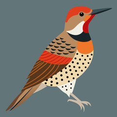 northern flicker illustration