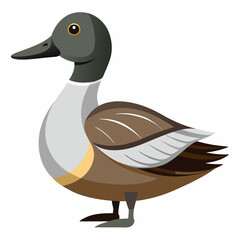 northern pintail vector
