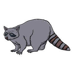 raccoon vector illustration