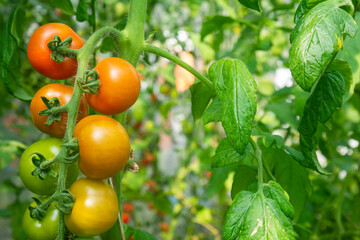 Fresh red ripe tomatoes hanging on the vine plant growing in organic garden