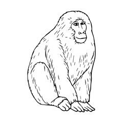 macaque line vector illustration © A 5