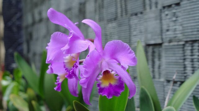 Cattleya gaskelliana is a labiate Cattleya species of orchid. Guarianthe is a colorful purple flowers. Costa Rican national flower. Guaria morada