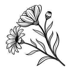 black and white drawing of a flower illustration