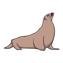 sea lion vector illustration