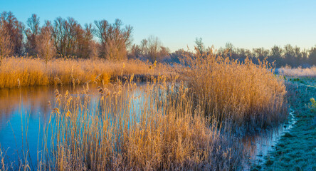 The edge of a frozen lake in light of sunrise in winter, oostvaardersveld, almere, flevoland, netherlands, January 11, 2025