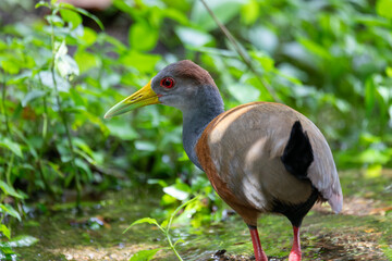 Grey-cowled wood rail or grey-necked wood rail (Aramides cajaneus),species of bird in the family...