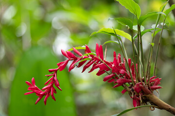 Alpinia purpurata flower aka Red ginger; A beautiful flower from a family of decorative plant, will grow in rainforest. La Fortuna Alajuela - Arenal, Costa Rica wilderness.