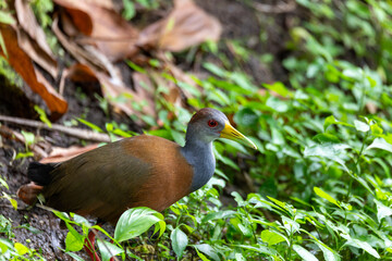 Grey-cowled wood rail or grey-necked wood rail (Aramides cajaneus),species of bird in the family Rallidae, the rails. La Fortuna, Volcano Arenal, Wildlife and birdwatching in Costa Rica.