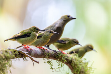 Female of Red-legged honeycreeper (Cyanerpes cyaneus), small songbird species in the tanager family...