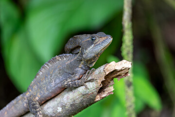 The common basilisk (Basiliscus basiliscus), species of lizard in the family Corytophanidae. La Fortuna Alajuela - Arenal, Costa Rica wildlife.