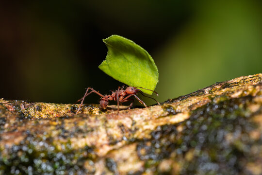 Leafcutter ant (Atta cephalotes) on branch, carrying green leaf. It cuts leaves and grows mushrooms in an anthill on them. La Fortuna Alajuela - Arenal, Costa Rica wildlife .