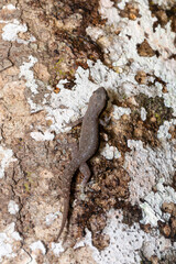 Hemidactylus, genus of the common nocturnal gecko family, Gekkonidae. Refugio de Vida Silvestre Cano Negro, Costa Rica Wildlife