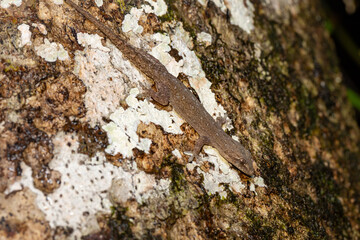 Hemidactylus, genus of the common nocturnal gecko family, Gekkonidae. Refugio de Vida Silvestre Cano Negro, Costa Rica Wildlife