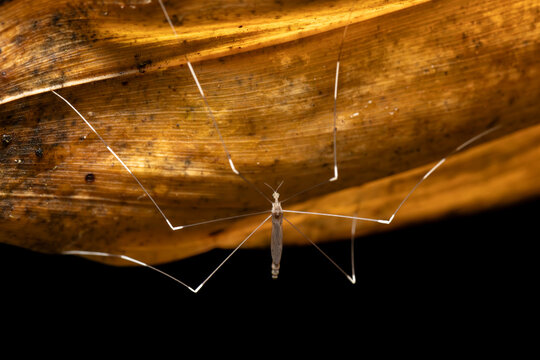 Epiphragma, Insect genus of crane fly in the family Limoniidae. Probably Limoniidae. Refugio de Vida Silvestre Cano Negro, Costa Rica Wildlife