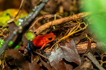 Obraz premium Strawberry poison-dart frog (Oophaga pumilio, formerly Dendrobates pumilio), species of small poison dart frog found in Central America. La Fortuna, Costa Rica wildlife
