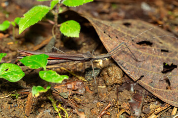 Pseudophasma, Pseudophasmatidae is a family of stick insect, in the suborder Verophasmatodea, commonly called the striped walkingsticks. Volcano Arenal, La Fortuna Costa Rica wildlife.