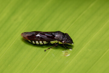 Homalodisca ichthyocephala, Insect genus of sharpshooters in the family Cicadellidae. Refugio de Vida Silvestre Cano Negro, Costa Rica Wildlife