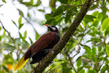 Montezuma oropendola (Psarocolius montezuma) is a New World tropical icterid bird. La Fortuna,...