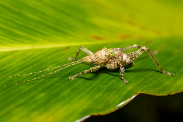 Insect in subfamily Pseudophyllinae, species in the family Tettigoniidae, the katydids or bush crickets. Sometimes called true katydids. Refugio de Vida Silvestre Cano Negro, Costa Rica Wildlife.