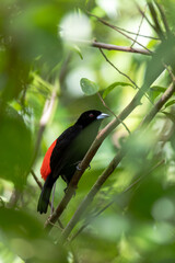 Black and red bird Scarlet-rumped tanager (Ramphocelus passerinii) feeding. La Fortuna, Volcano Arenal, Wildlife and birdwatching in Costa Rica.