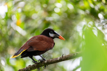 Montezuma oropendola (Psarocolius montezuma) is a New World tropical icterid bird. La Fortuna, Volcano Arenal, Wildlife and birdwatching in Costa Rica.