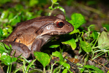 Savages thin-toed frog (Leptodactylus savagei), thin-toed frog species of leptodactylid frog, Refugio de Vida Silvestre Cano Negro, Costa Rica Wildlife