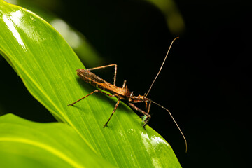 Reduviidae is a large cosmopolitan family of the order Hemiptera, true bugs or assassin bugs. Refugio de Vida Silvestre Cano Negro, Costa Rica wildlife.